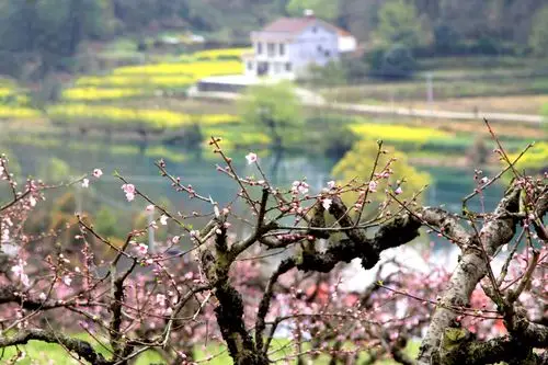 天宫蟠桃园 如今落九溪