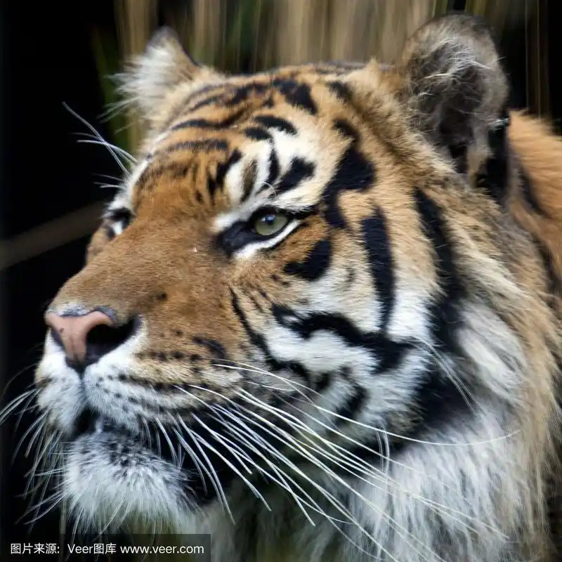 苏门答腊虎头像