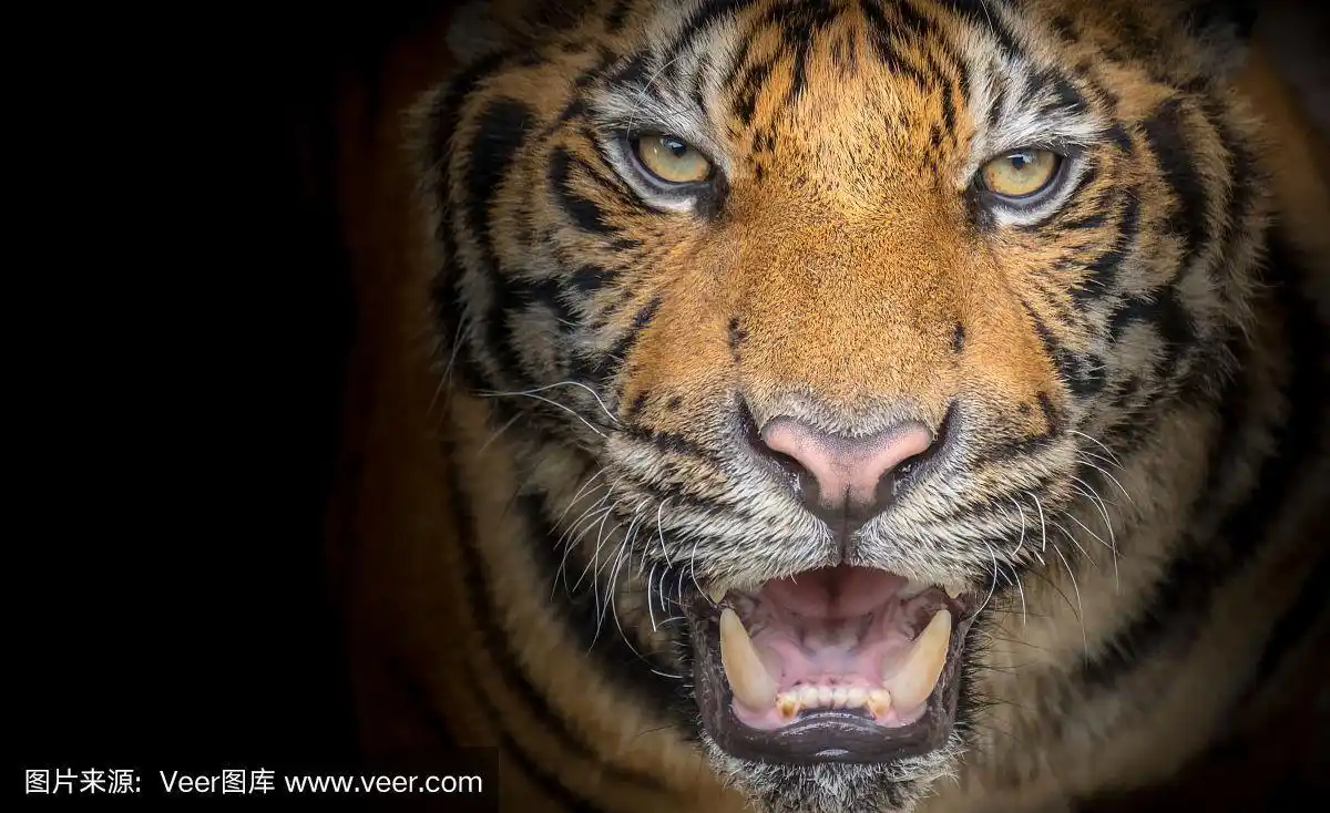 老虎面对凶猛的黑色背景
