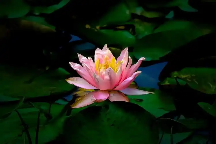 为何佛教爱用莲花而不是荷花?荷与莲两者之间到底有什么区别