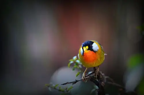 七彩云南拍鸟纪(七)银耳相思鸟