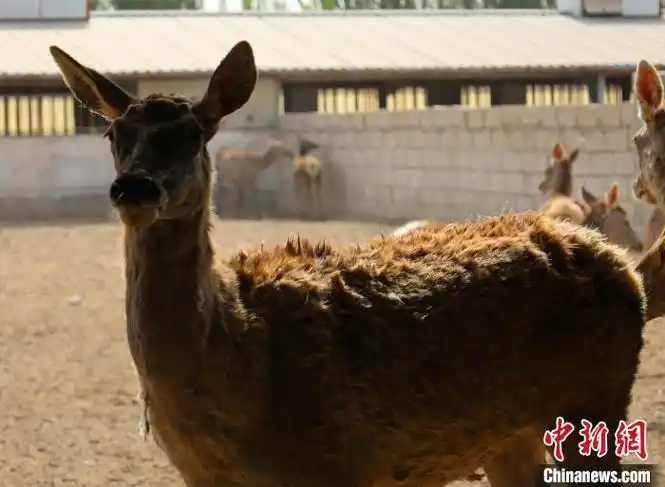 目前新疆的马鹿品种主要有3个,分别为阿尔泰马鹿,天山马鹿,塔里木马鹿
