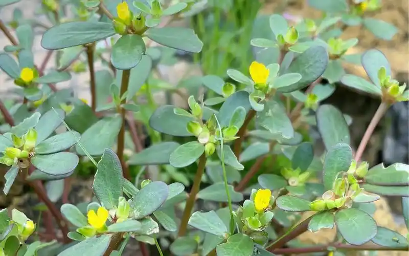 马齿苋又名长寿菜,瓜子菜,蚂蚱菜