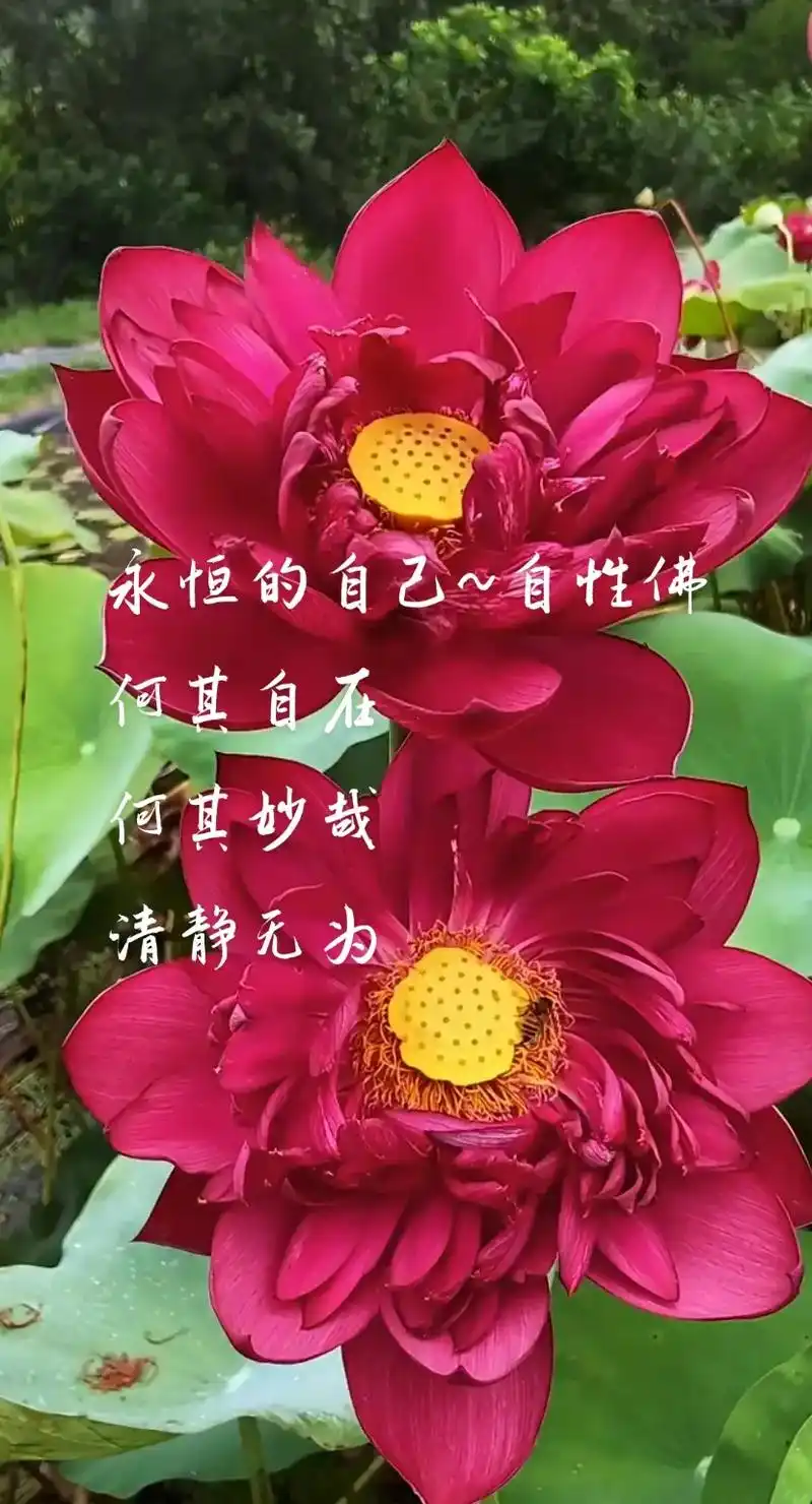 佛语#传统文化~~~精明不如厚道  《老子》中说:"大智若 - 抖音