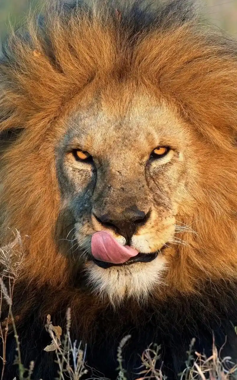 老虎 #狮子 #手机壁纸 #真实记录  抖音搜索【银河壁纸 - 抖音