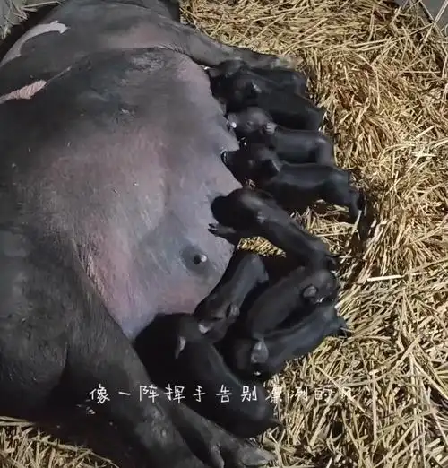 国庆节 猪坚强生下十个猪宝宝!