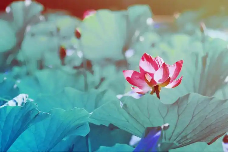 荷花,美图秀秀调的哈哈