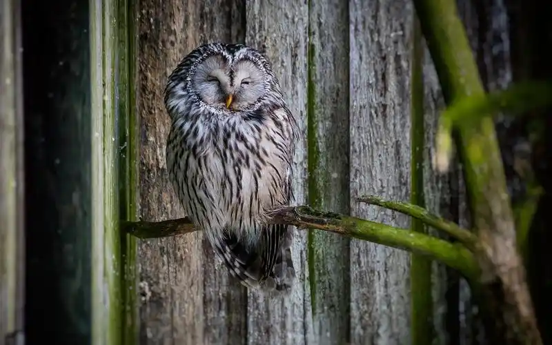 猫头鹰睡觉鸟类摄影