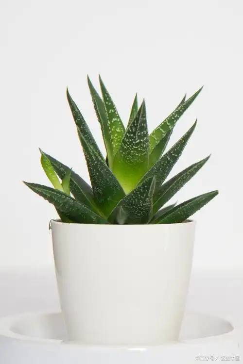 盆栽芦荟怎么养?四选三要点,你要了解!