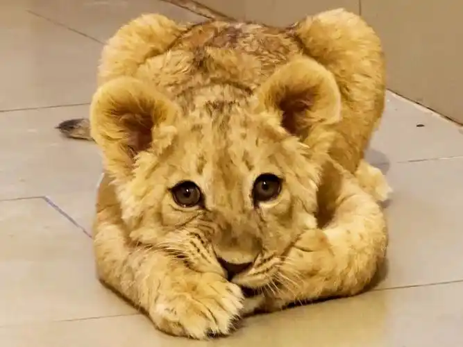 小狮子宝宝,你的手手看起来很好吃耶!