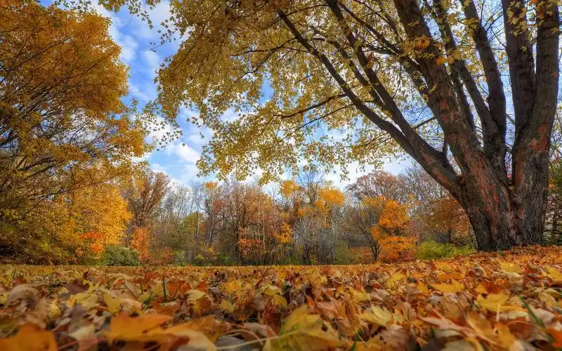 壁纸 秋天,树木,叶子,地面 1920x1200 hd 高清壁纸, 图片, 照片
