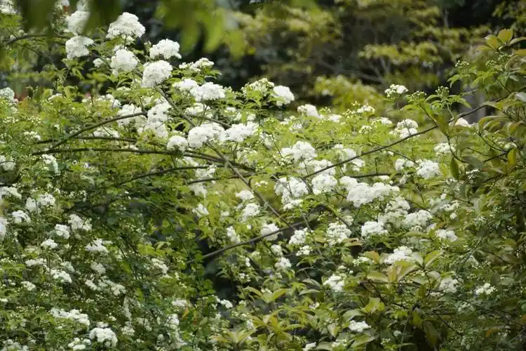限定款花花上新遂宁七里香打卡宝地在这里