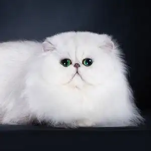 大文er金吉拉波斯猫头像