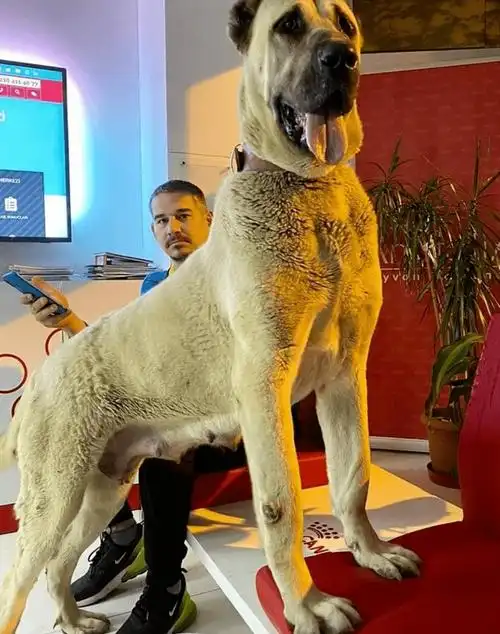 外网主人分享了一波家里的超级巨狗,网友惊呆:野兽都不敢长这么大!_我