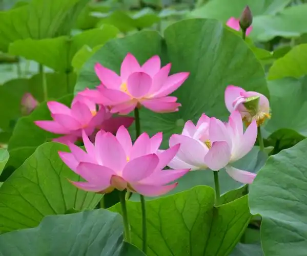 7.18—荷花盛开的季节.映日荷花别样红—历代荷花诗词.