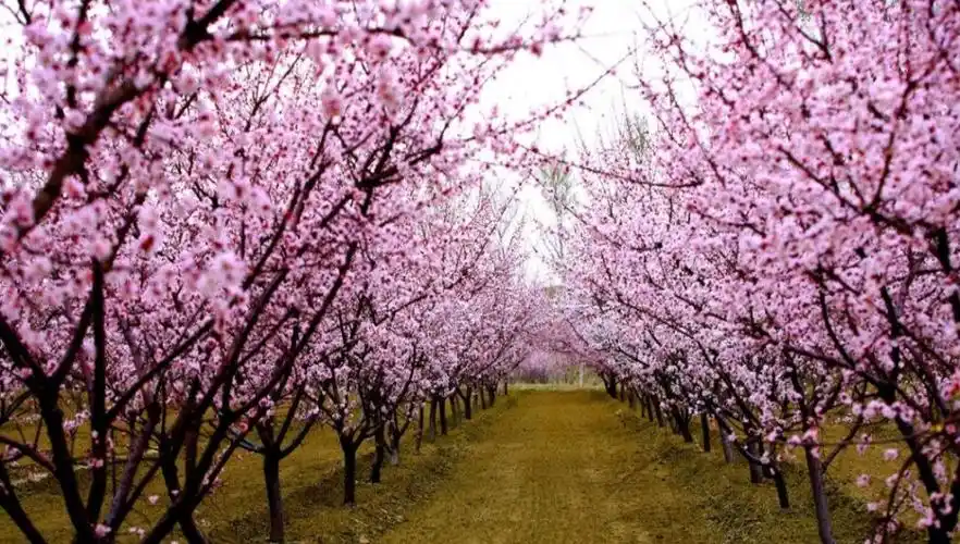 其它 三月的杏花六月的杏子 写美篇当南方已经是绿草茵茵,杂花生树,群