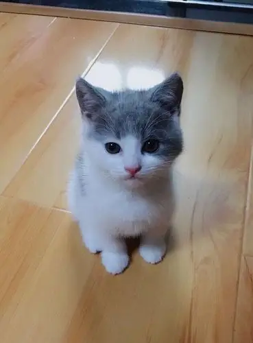 成年英短蓝白猫找领养