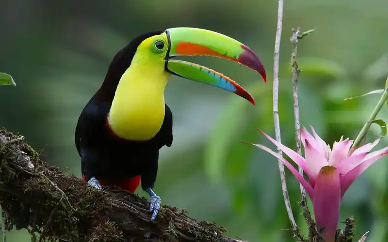 壁纸 彩虹色的巨嘴鸟,花,树 1920x1200 hd 高清壁纸, 图片, 照片