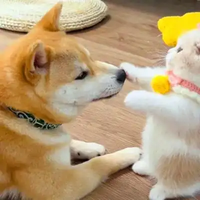 一对两张配合可爱的动物情头 双人猫狗高清动物情侣头像图片大全_情侣