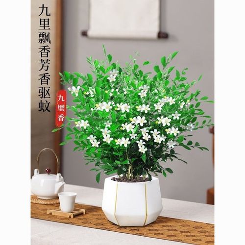 九里香盆栽四季开花卉植物室内花驱蚊千里眼七里香树苗绿植好养活