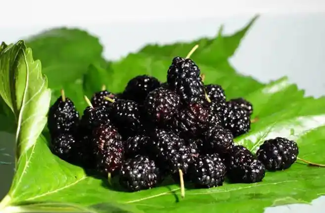 吃了这四种水果可以让男性更显雄风壮阳补肾-美亚助孕