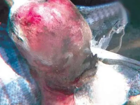 津巴布韦惊现人形山羊怪胎(组图)