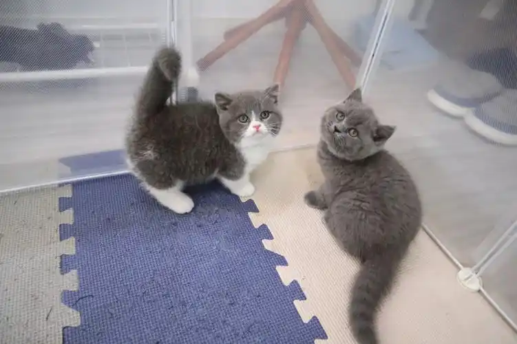 已有家长英短蓝猫和曼基康矮脚猫