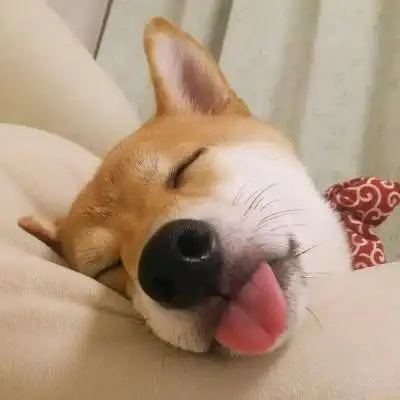 2021新款柴犬搞笑头像