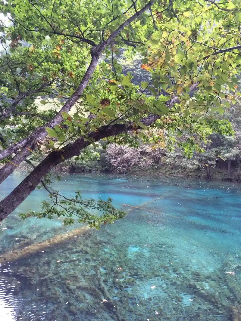 分享九寨沟的美丽风光#库存照片#只属于秋季的浪漫 #歌曲醉在 - 抖音