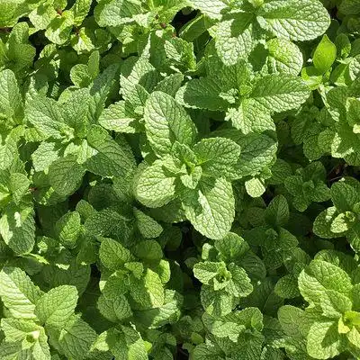 薄荷阳台留兰摩洛哥苏格兰罗马科西嘉美国食用香草盆栽绿植