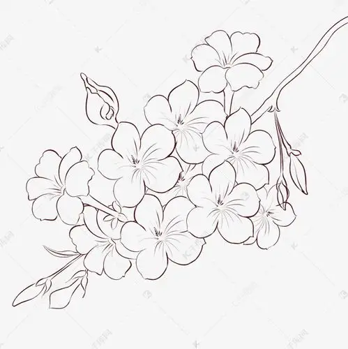 线描花枝花开迎春花