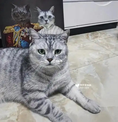 害羞的猫咪蓝猫八万美短发财