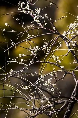 垂枝梅,枝条自然下垂,潇洒飘逸,实为梅中奇品 垂枝梅既能观花,亦可赏