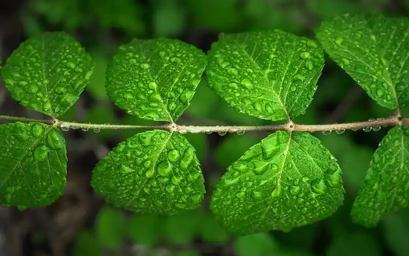 绿色护眼小清新图片桌面壁纸