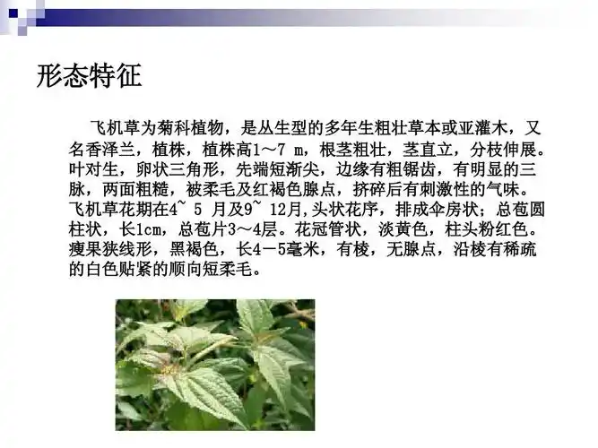 飞机草ppt
