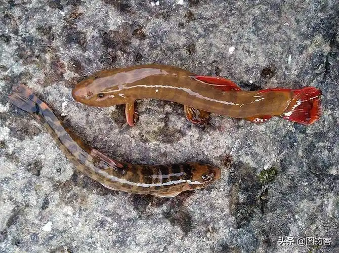 钢鳅- 尾巴红色,有2个品种,观赏性强,从6个方面可详细了解它_观赏鱼