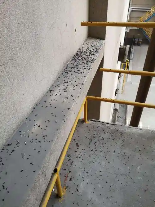 外楼梯上的蝙蝠屎