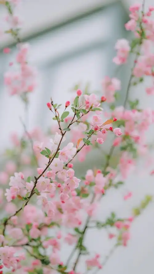 粉色花卉风景手机壁纸_春日清新好看的花朵手机壁纸_三千图片网