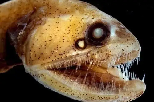 十大长怪牙动物牙齿竟然类似人牙