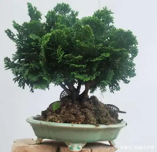 日本进口津山桧 盆景,一颗日本原生小品大树可爱蘑菇头造型!