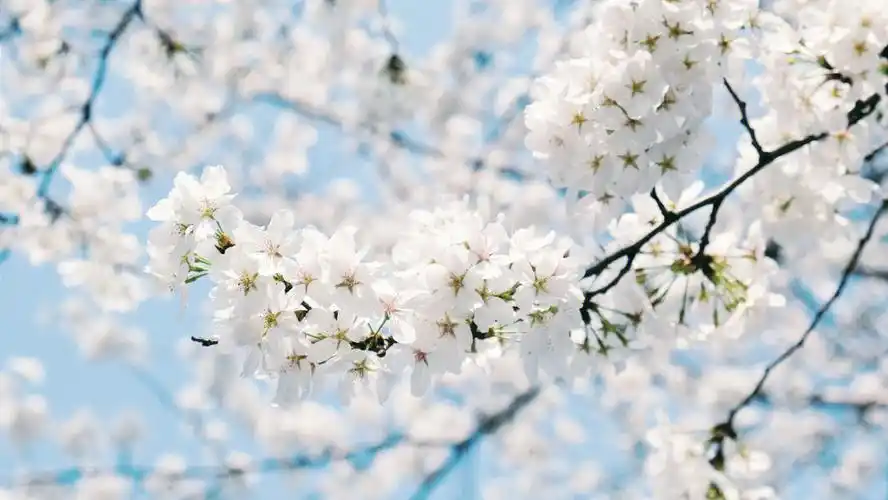 富士xt30日系樱花调色