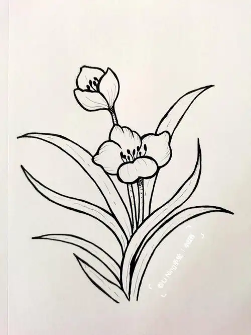 针管笔手绘花卉/绘画教程步骤