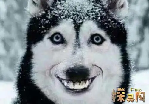 诞生了一种网络流行词—微笑狗,其意思是植指在夜间微笑比较恐怖的狗