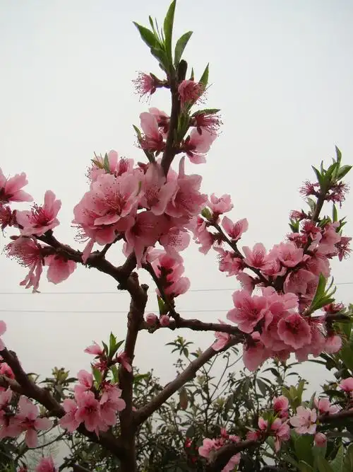 【转载】《满树桃花树满坡》【自拍】