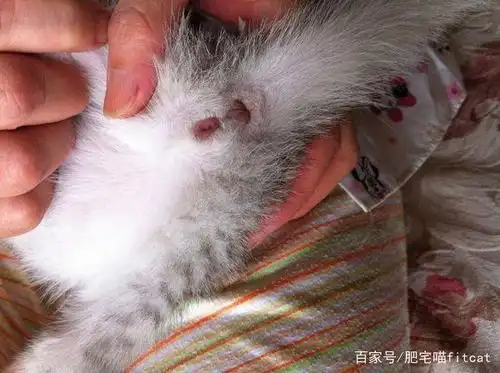 另外,母猫体型普遍都是娇小玲珑,而同一品种的公猫体型明显粗壮高 !!