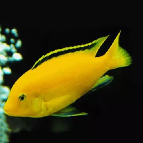 非洲王子四黑王子三湖慈鲷马鲷岩栖热带鱼观赏鱼活体鱼淡水