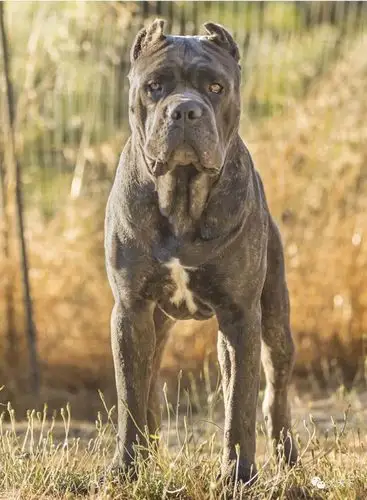 点指名犬卡斯罗勇猛而驯服的勇士