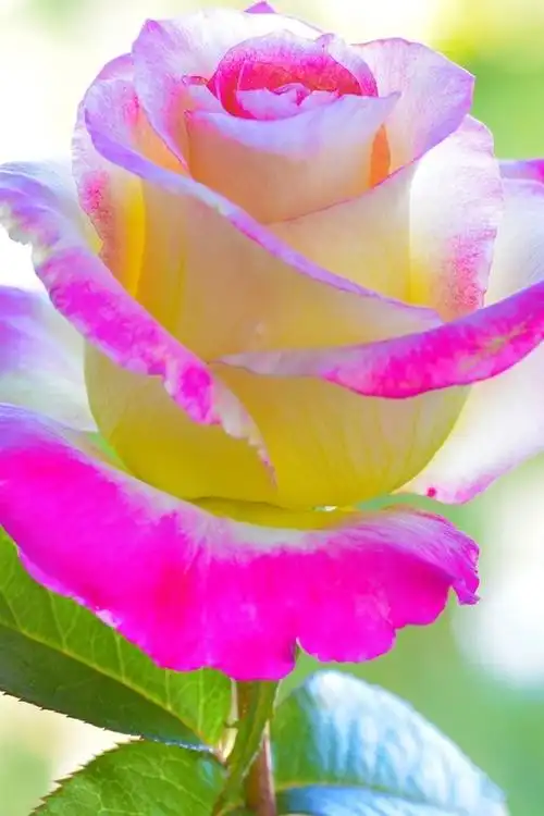 壁纸 粉红色黄色花瓣玫瑰花朵 1920x1200 hd 高清壁纸, 图片, 照片