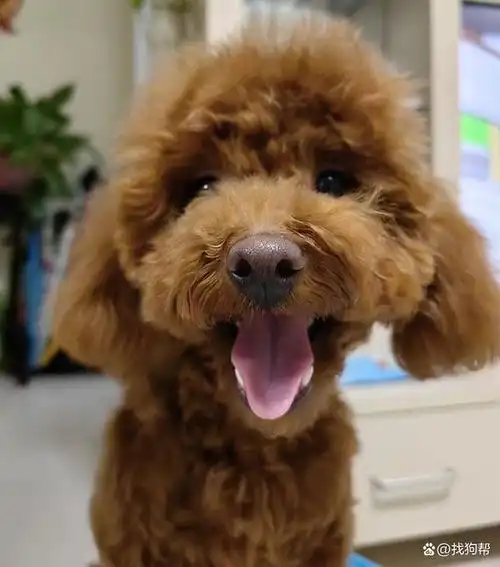 北京市朝阳区1000寻找棕色泰迪犬