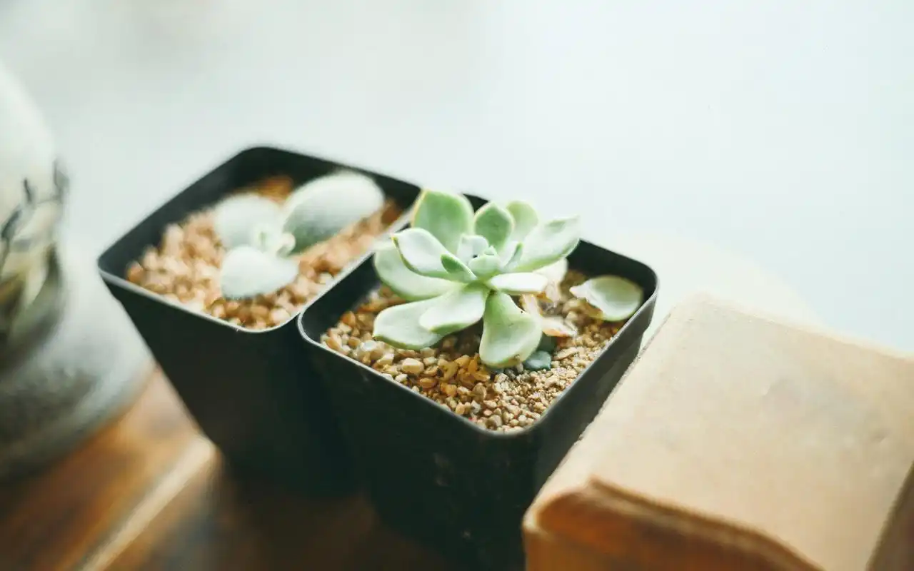 创意小清新唯美静物图片桌面壁纸-风格壁纸-手机壁纸下载-美桌网